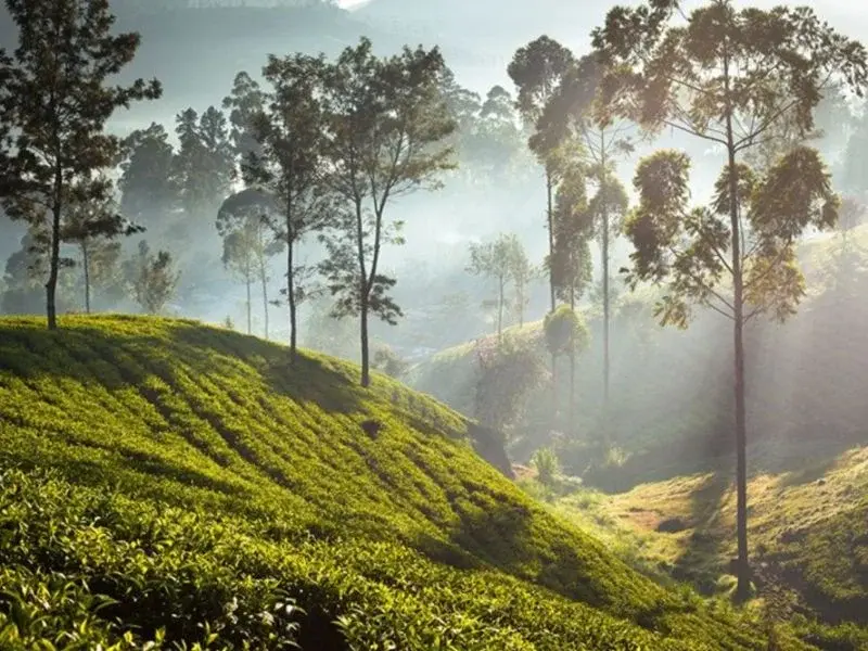 Swift Escape to Sri Lanka's Hills & Shores