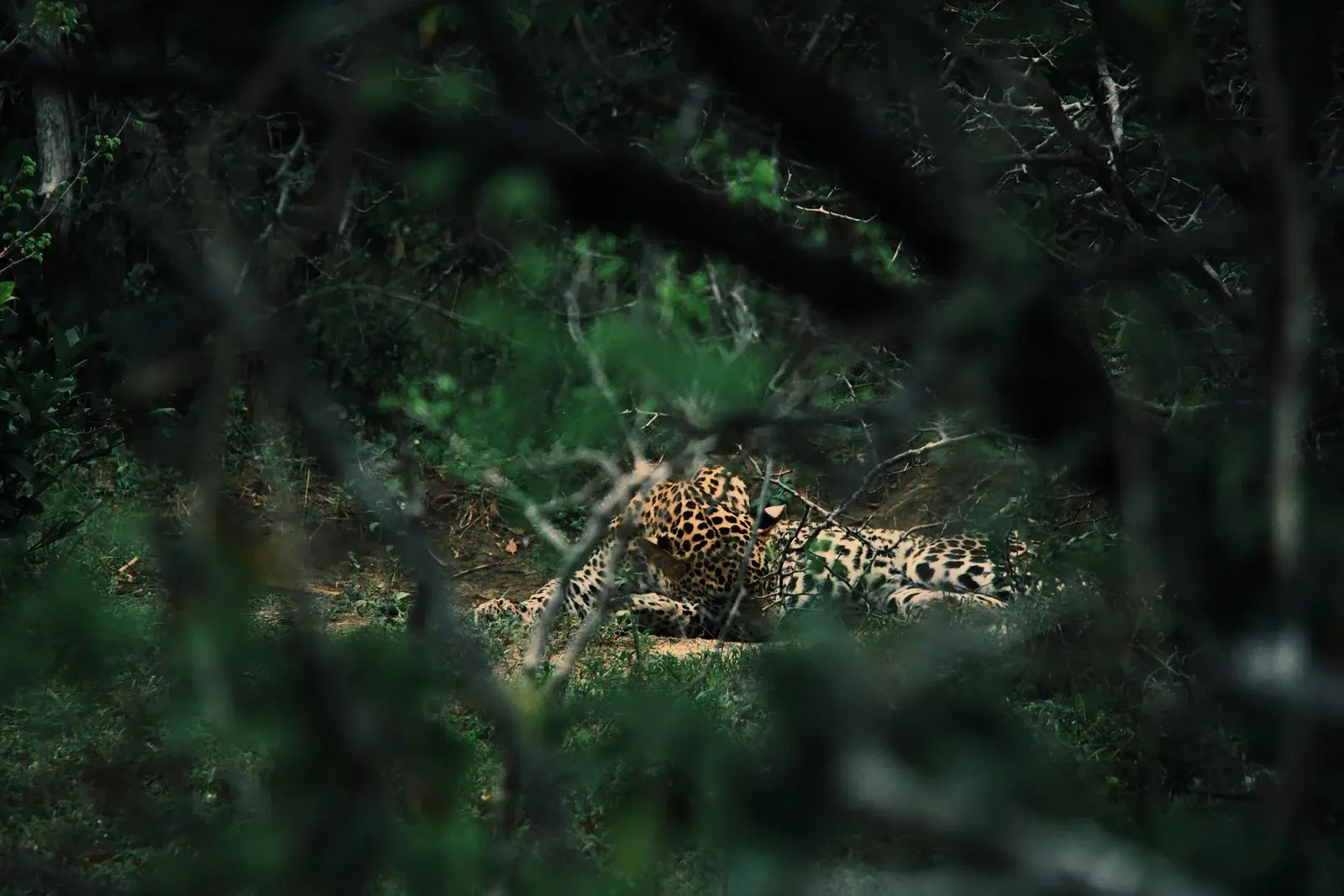 Yala National Park: Where the Forest Opens to the Wild