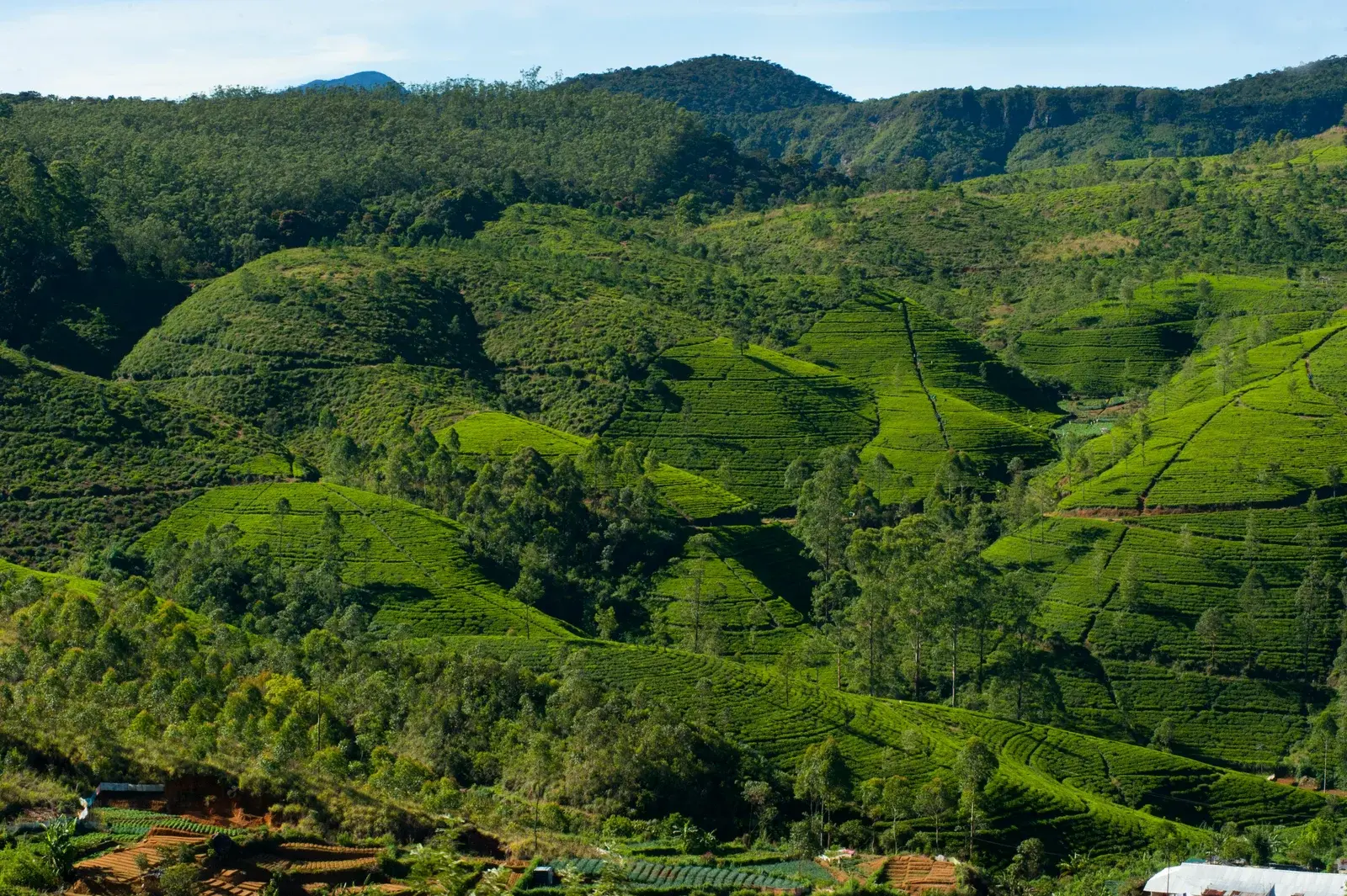 Sri Lanka’s Hill Country - A Journey Through Mist, Tea and Timeless Views