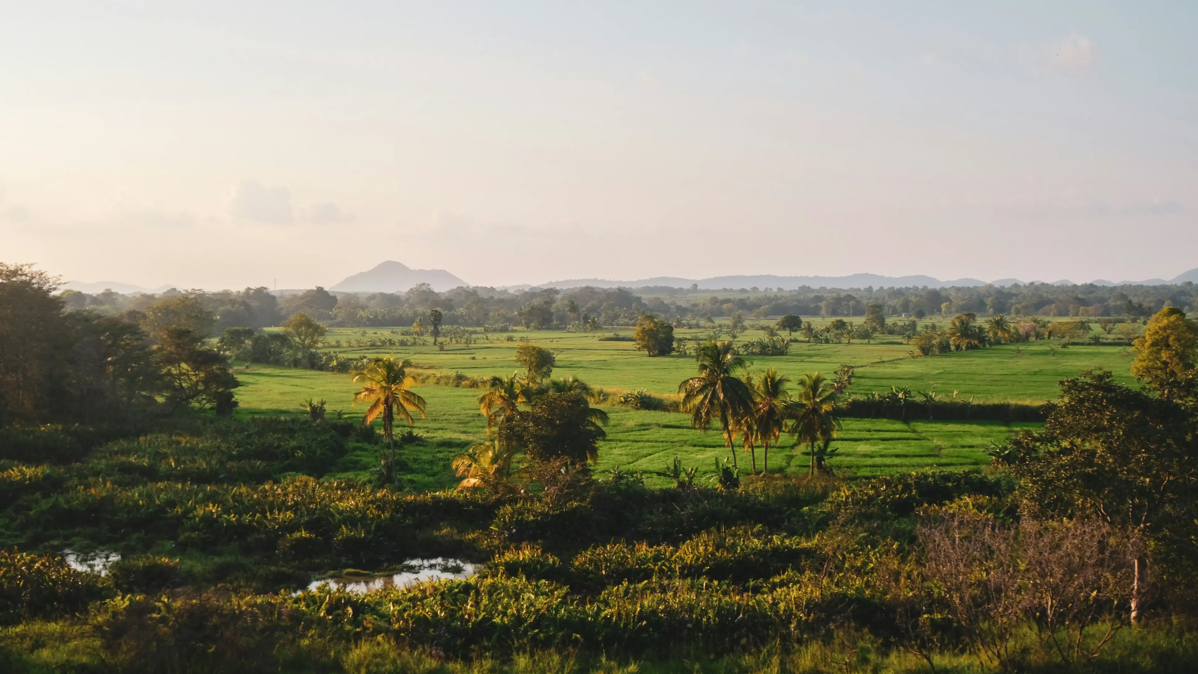 Swift Escape to Sri Lanka's Hills & Shores